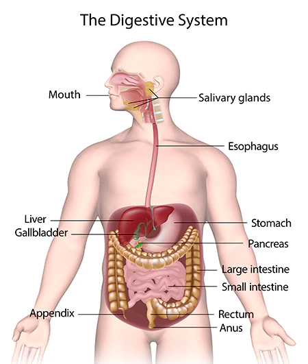 Human Digestive System